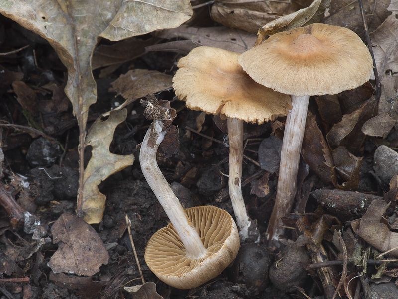 Cortinarius privus